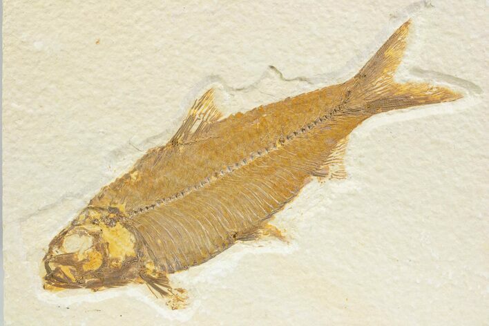Detailed Fossil Fish (Knightia) - Wyoming #373688